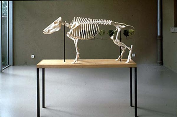 Sans titre - Sanglier - 1994