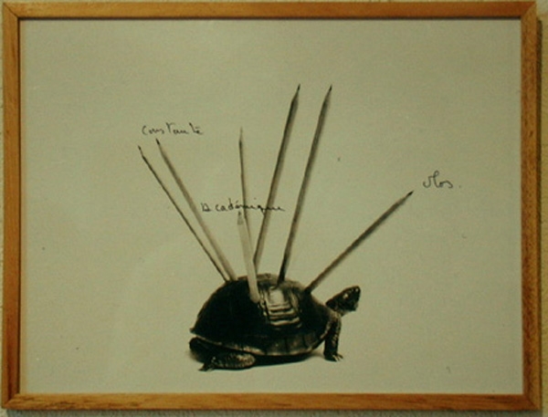 La tortue - 1993