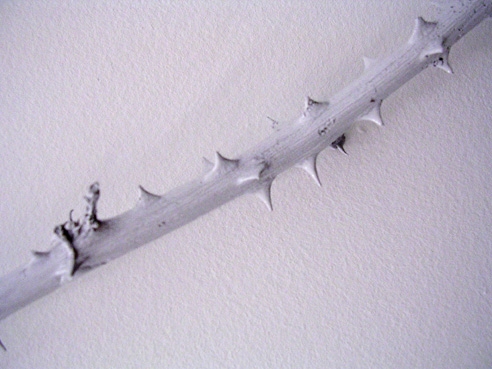 Cyma,(d&eacute;tail) - 2009